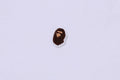 A BATHING APE Ladies' ONE POINT L/S TEE