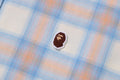 A BATHING APE ONE POINT OMBRE CHECK LIGHT FLANNEL L/S SHIRT