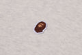 A BATHING APE ONE POINT CREWNECK