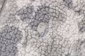 A BATHING APE TONAL SOLID CAMO METAL APE HEAD ONE POINT FLEECE JACKET