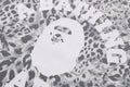 A BATHING APE WILD LEOPARD PATTERN COLLEGE RELAXED FIT TEE