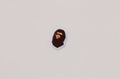 A BATHING APE Ladies' APE HEAD ONE POINT MINI TEE